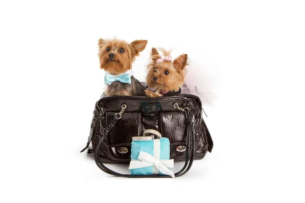 两个约克夏犬在豪华旅游 — 图库照片