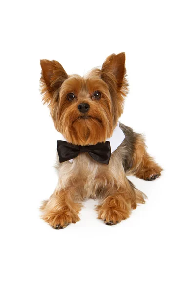 Yorkshire Terrier Dog With Black Tie — Stock Photo, Image