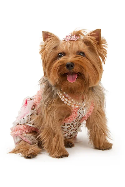 Γιορκσιαρ Τεριερ σκυλί με φανταχτερά ρούχα — Φωτογραφία Αρχείου