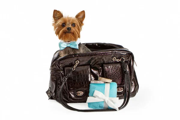 Yorkshire Terrier auf Luxusreise — Stockfoto