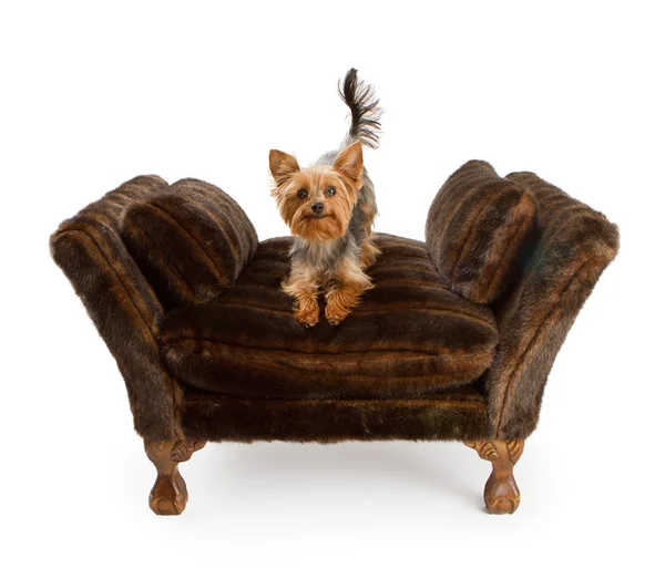 Yorkshire Terrier on a luxury fur chair — Stock Photo, Image