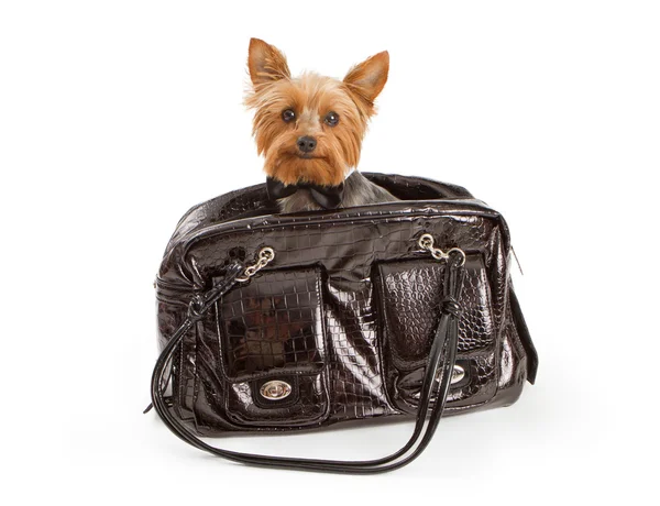 Jorkšírský teriér pes luxusní cestování — Stock fotografie