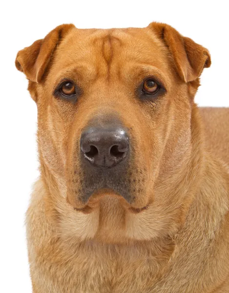 ΑΚΙΤΑ και Σαρ-Πέι ημίαιμο σκυλάκι — Φωτογραφία Αρχείου