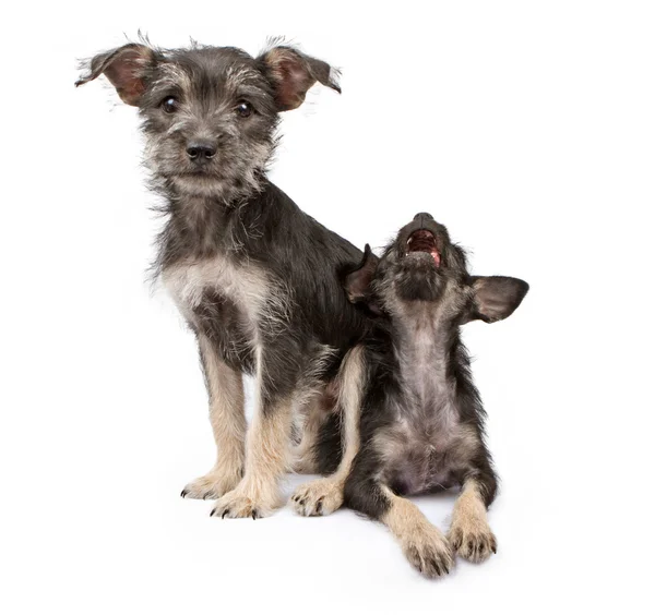 Puppy sitting on top of another one — Stock Photo, Image