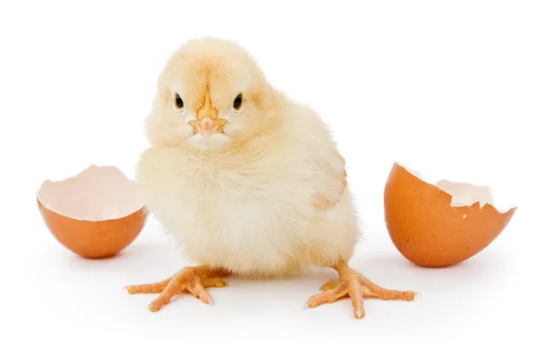 Uma galinha bebé nascida de um ovo castanho — Fotografia de Stock