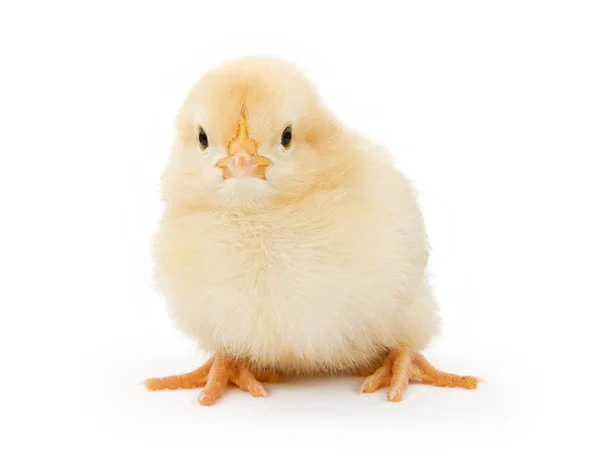 Um frango amarelo bebê isolado no branco — Fotografia de Stock