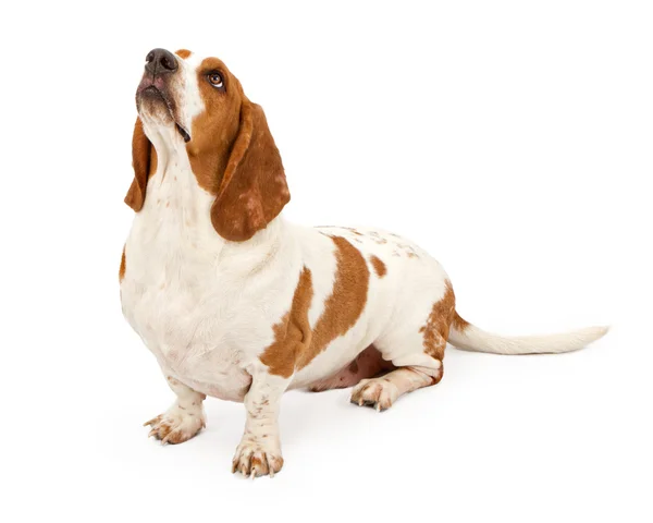 Basset hound cachorro lleva gafas de sol — Stok fotoğraf