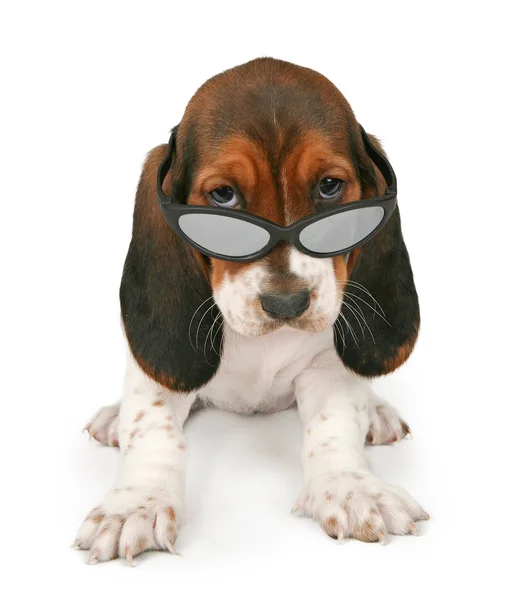 Basset hound valp bär solglasögon — Stockfoto