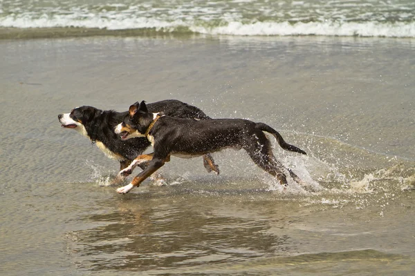 Två bernese mountain hundar kör i havet — Stockfoto