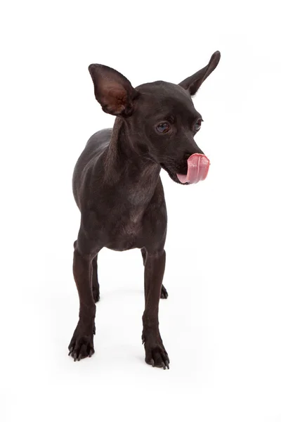 Chihuahua med svart päls slickar läpparna — Stockfoto