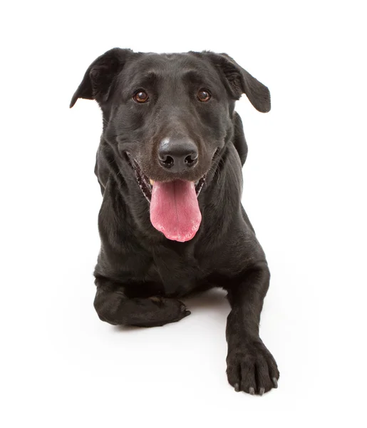 Na białym tle pies czarny labrador retriever — Zdjęcie stockowe