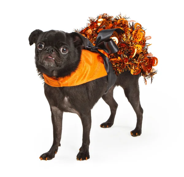 Zwarte pug dog dragen oranje halloween jurk — Stockfoto
