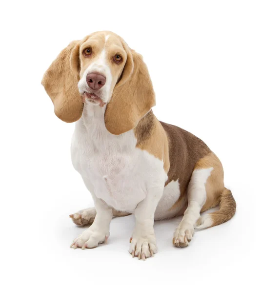 Basset Hound Dog com revestimento de cor clara — Fotografia de Stock