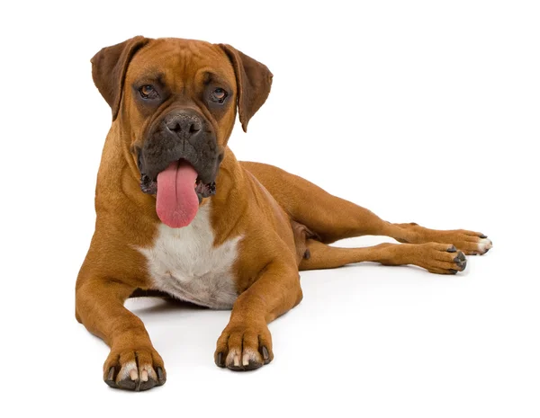 Boxer kutya megállapításáról — Stock Fotó