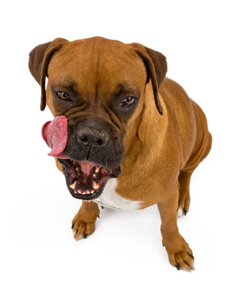 Boxer Dog licking lips — Stock Photo, Image