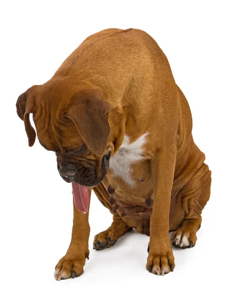 Aşağı bakıyor ve drooling boxer köpek — Stok fotoğraf