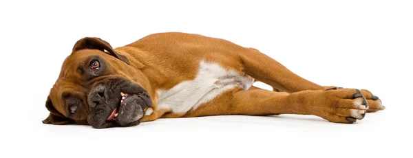 Boxerhund liegend und isoliert auf weißem Grund — Stockfoto