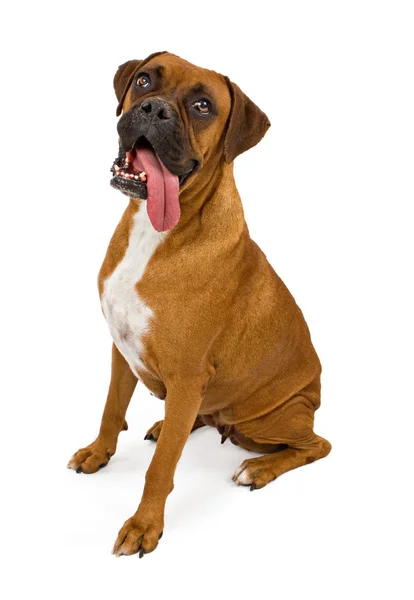 Boxer cane con lunga lingua appendere fuori — Foto Stock