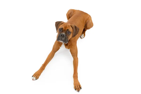 Boxer köpek uzatılmış ayaklı bırakmasını — Stok fotoğraf