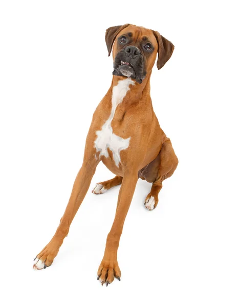Boxer Dog com pernas estendidas e dentes para fora — Fotografia de Stock