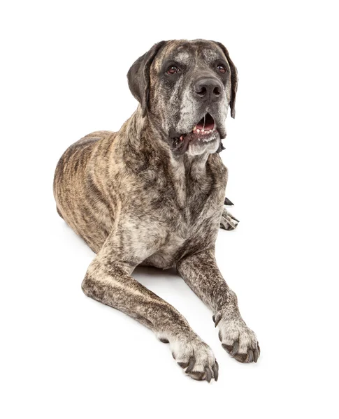 Žíhaná doga pes slintat — Stock fotografie