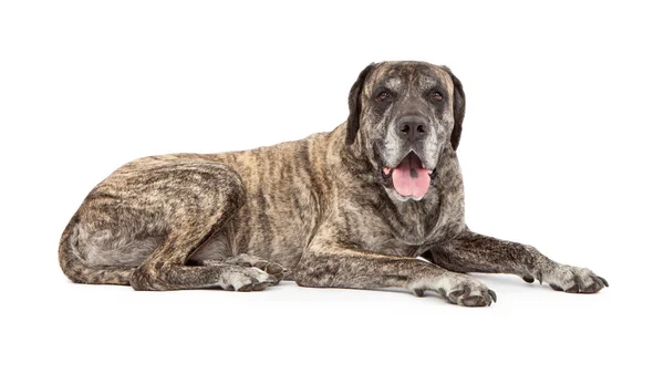 Brindle Mastiff Dog acostado —  Fotos de Stock