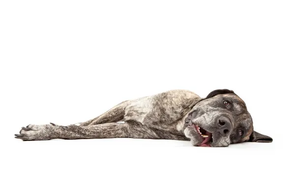 Cansado Brindle Mastim cão deitado — Fotografia de Stock