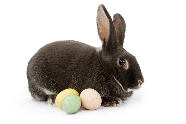 Кролик, изолированный на белом с пасхальными яйцами — стоковое фото