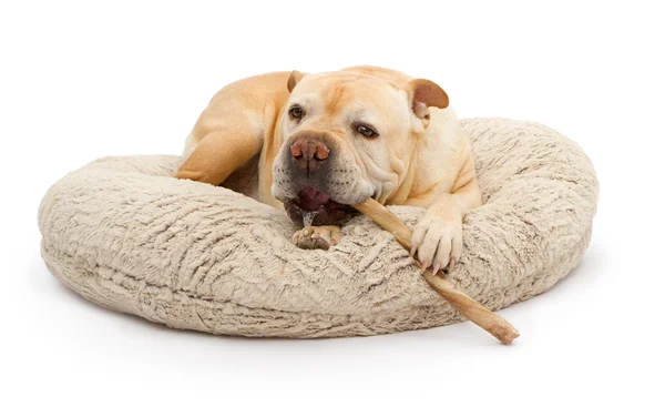 Bulldog inglese razza mista cane con bullo bastone — Foto Stock