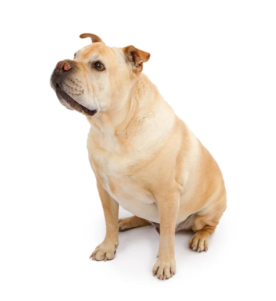 Bulldog anglais et chien de race mixte Shar-Pei — Photo
