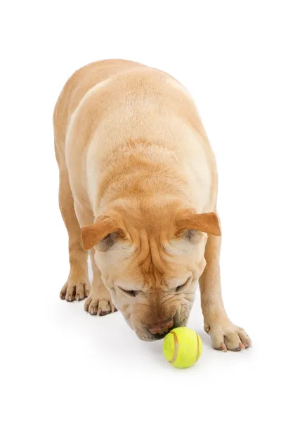 Engelsk bulldogg blandras hund jagar boll — Stockfoto