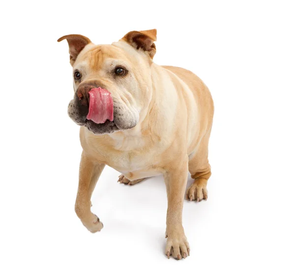 Inglés Bulldog mixto crianza perro con lengua fuera — Foto de Stock