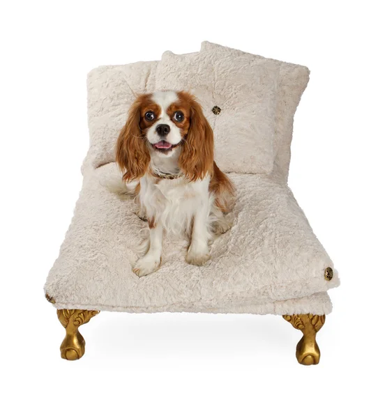 Kavalír king charles Španěl pes na luxusní postel — Stock fotografie