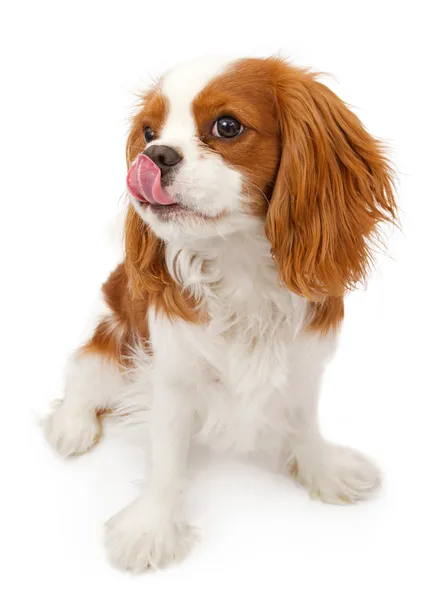 キャバリアキングチャールズスパニエル犬の唇をなめる — ストック写真