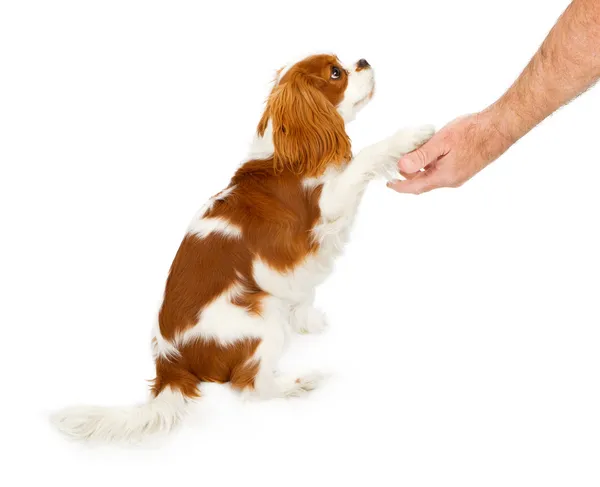 Kavalír king charles Španěl pes potřesení rukou — Stock fotografie