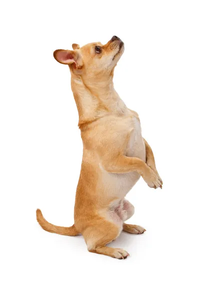 Chihuahua y Pug Mix Perro mirando hacia arriba y mendigando —  Fotos de Stock
