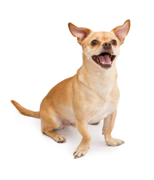 Šťastný čivava a Mops mix psa s úsměvem — Stock fotografie