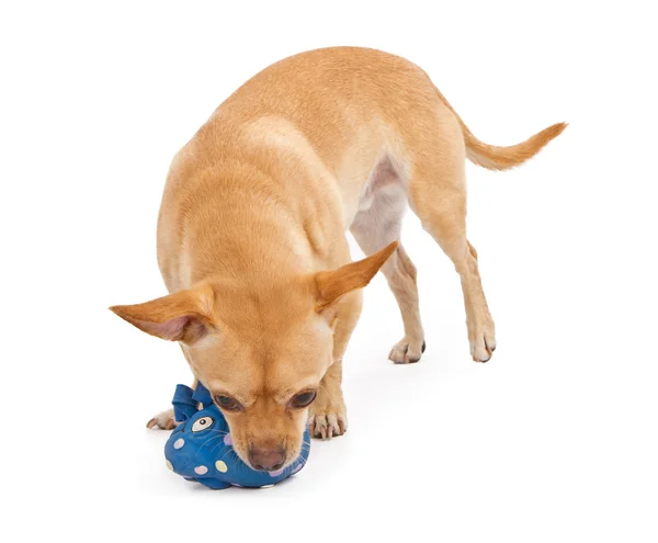 Chihuahua en pug mix hond spelen met speelgoed — Stockfoto