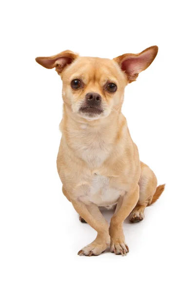 Chihuahua ve pug köpek hüzünlü bir bakışla karıştırın. — Stok fotoğraf