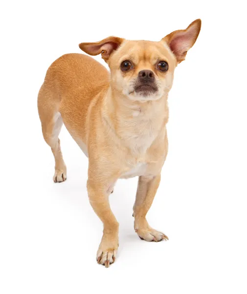 Chihuahua pug köpek karıştırmak — Stok fotoğraf