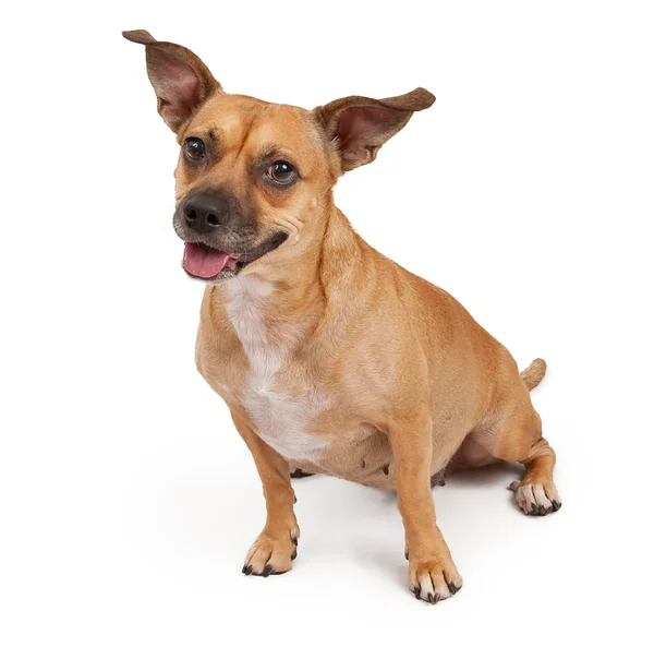 Perky kulağı ile karışık cins köpek — Stok fotoğraf