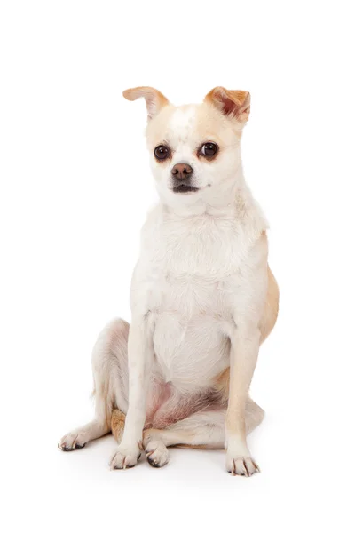 Chihuahua com cara engraçada — Fotografia de Stock