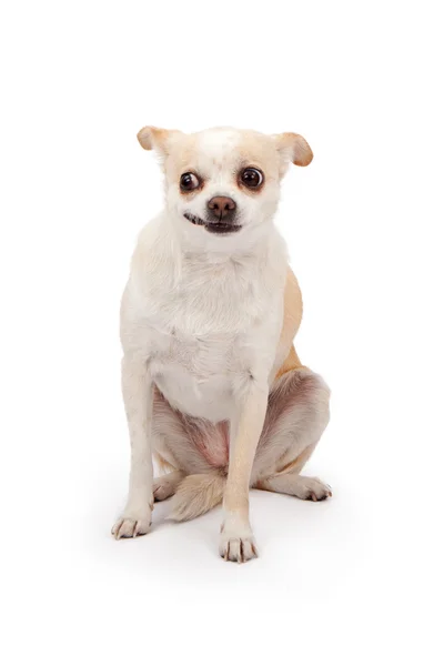 Chihuahua mit lustigem Gesicht — Stockfoto