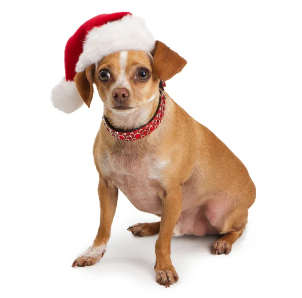 Chihuahua vistiendo sombrero de santa — Foto de Stock