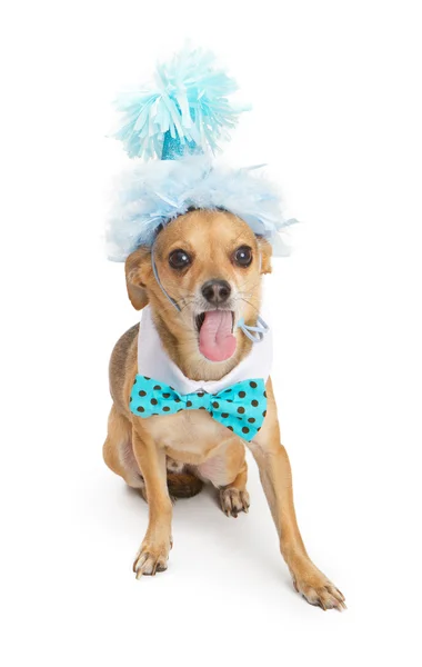 Chihuahua cão com chapéu de festa e língua para fora — Fotografia de Stock