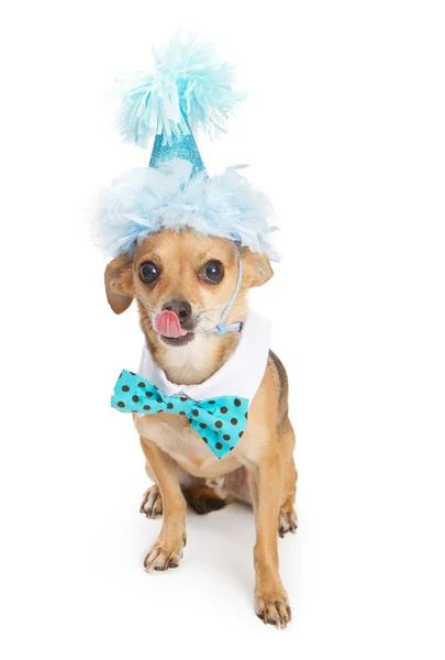 Chihuahua köpek mavi doğum günü şapkası — Stok fotoğraf