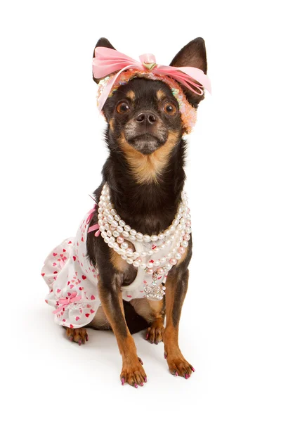 Chihuahua köpek güzel fiyonklu pembe giymiş. — Stok fotoğraf