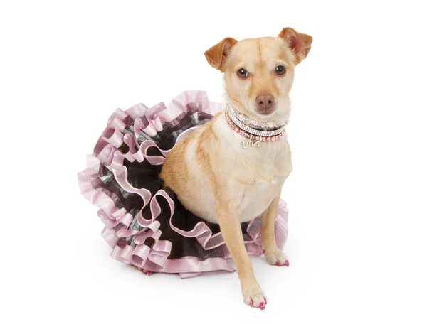 Spolied Chihuahua Cruz Raça cão — Fotografia de Stock