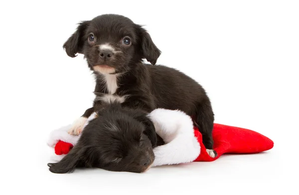 Two Christmas Puppies — Stock Photo, Image