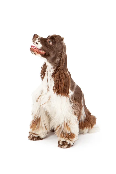 Cocker spaniel pies patrząc na stronie — Zdjęcie stockowe